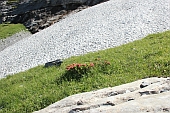 noch
                  Alpenrosen am 22.August; Bild W.Fischer