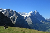 Blick vom First auf den Eiger; Bild W.Fischer