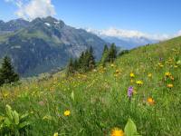 Wiese voller Alpenblumen,
              Schächental