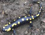 Salamander; Bild
            valledilodano.ch