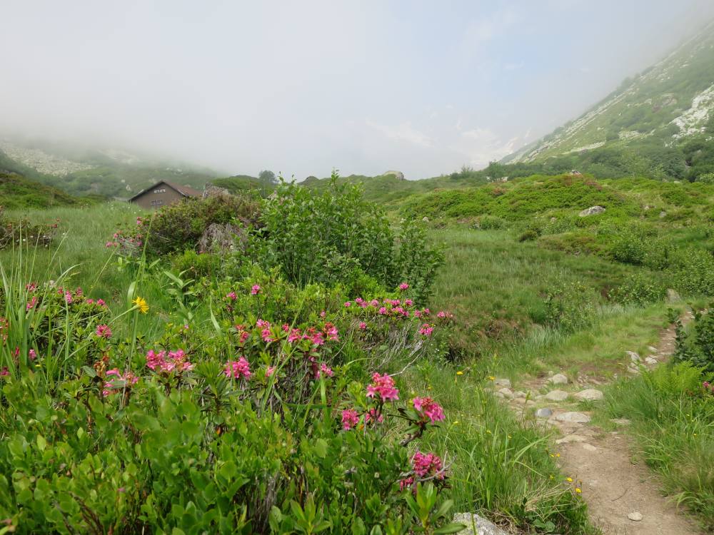 Alpenblumen am Göscheneralpsee, Uri