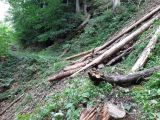 Gewitterschaden im Chilenwald (Steinschlaggebiet), Anfang Juli 2020