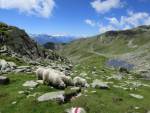 Schafe am
                  Horneggerhorn
