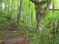 Treppenweg im Jungholz-Wald bei Winterthur