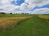 Gerstenfelder bei Stocki, Anfang Juni 2026