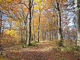 Herbstwald Nhe Gitziflue, 18.10.24