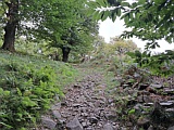 Kastanienwald Pontiva am Monte Ceneri