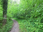Viel
                        Grün im Meisholz-Wald ob Kempttal