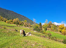 Wiesentrampelpfad durch Weiden