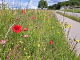 Wildblumen am Strassenrand oberhalb Mettmenschongau