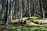 herrlicher Wald im Aufstieg nach Radons, Bild
                  Ruedi Flueler