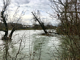 Limmat mit Hochwasser, 4.2.21, Foto Stamm