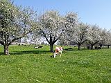 Obstblüte im Thurgau