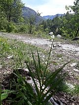 Orchideen Weisse Waldvgelein am Ticino
                  Ufer